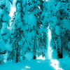 落雪