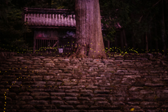 蛍活