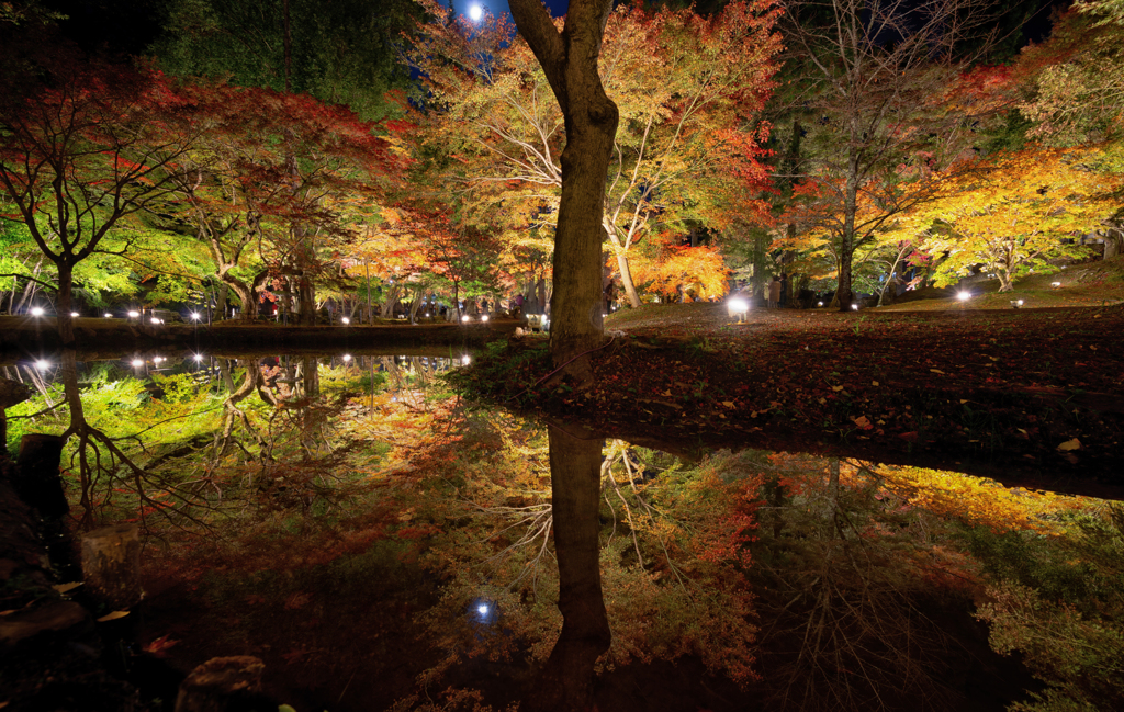 月夜の紅葉狩り