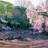 花筏（朝の部）