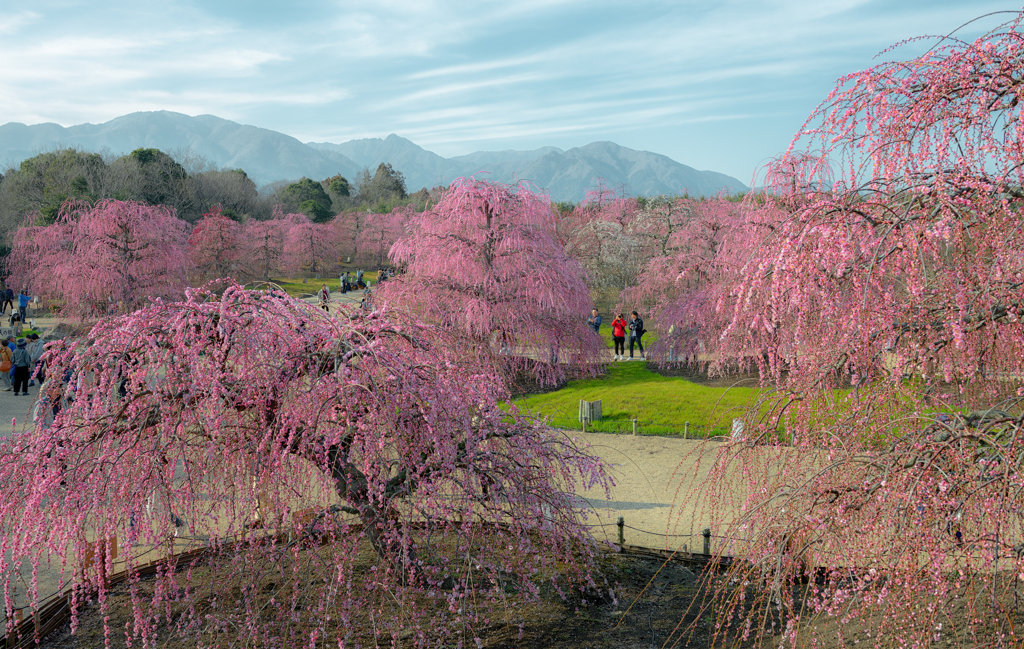 桜も良いけど梅もね