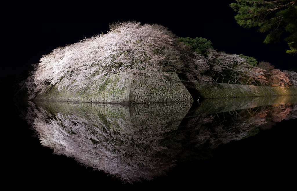 夜桜巡り