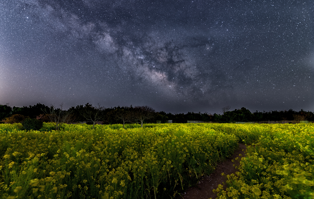 菜の花畑（夜の部）