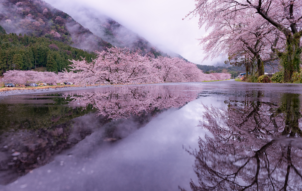 雨の朝活1（桜リフレクション）