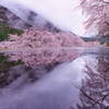 雨の朝活1（桜リフレクション）