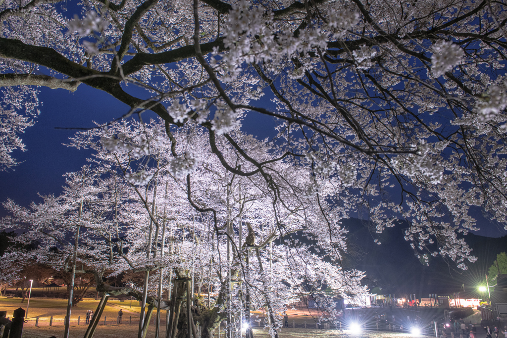 夜桜①