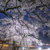 夜桜①