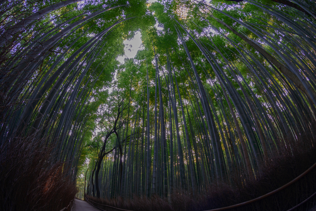 日本の風土を竹林にみる