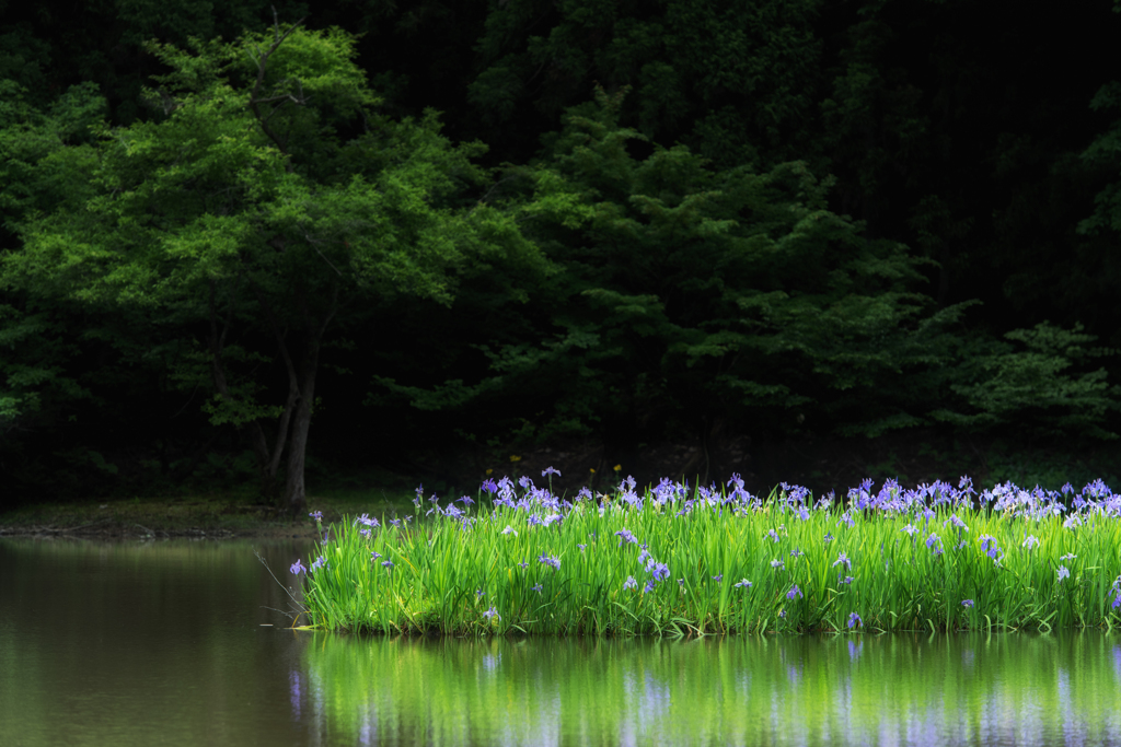 カキツバタの聖地