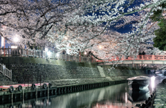夜桜散策