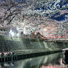 夜桜散策