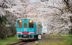 桜トンネルと青車両