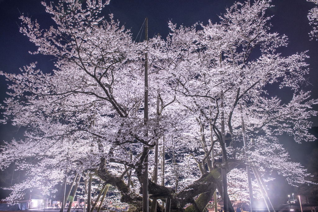 夜桜②