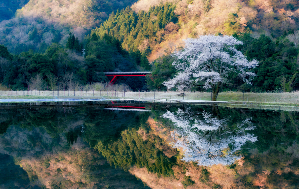 ２本の桜