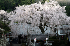 春きましたね