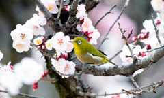 春の訪れはまだ？