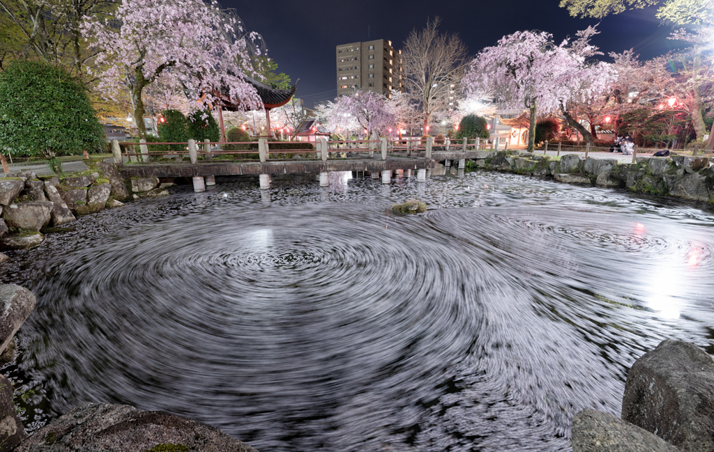 とある夜桜風景