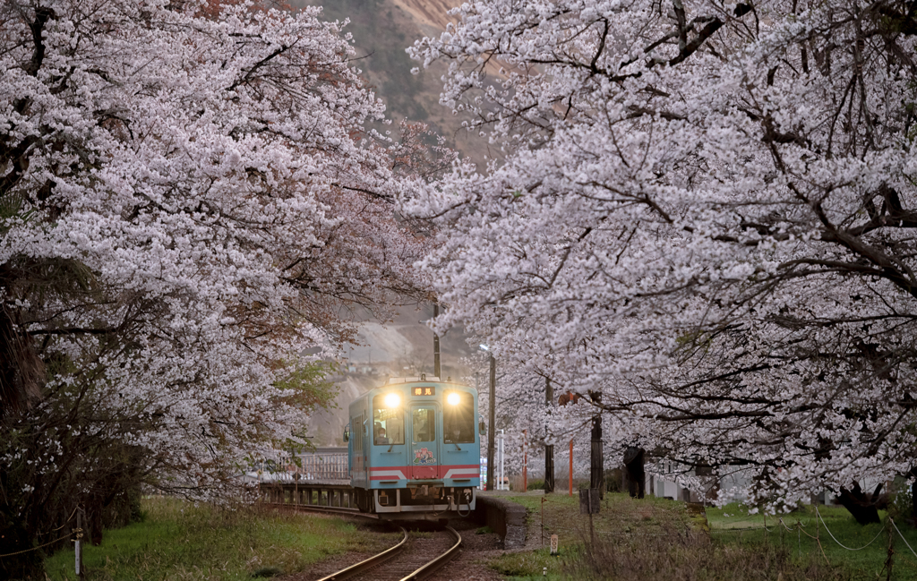 桜トンネル