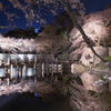 夜桜を求め①
