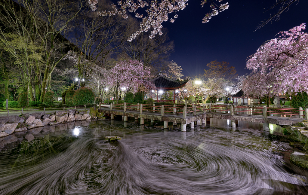夜桜ぐーるぐる
