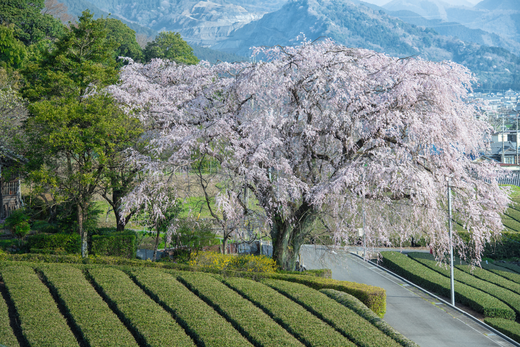 茶畑と一本桜