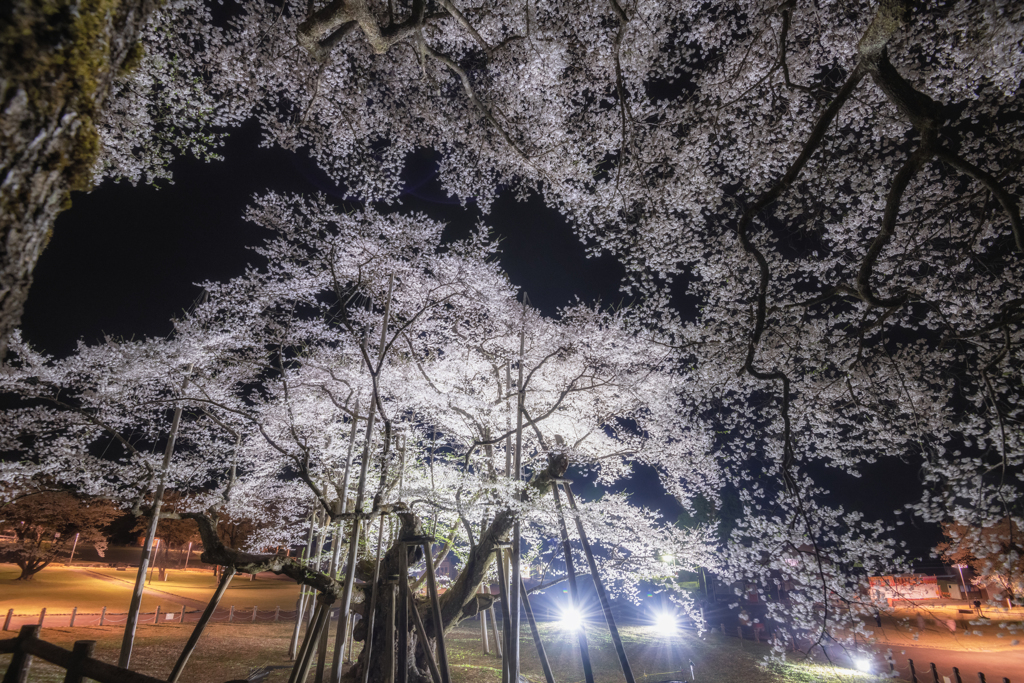 雨の薄墨桜