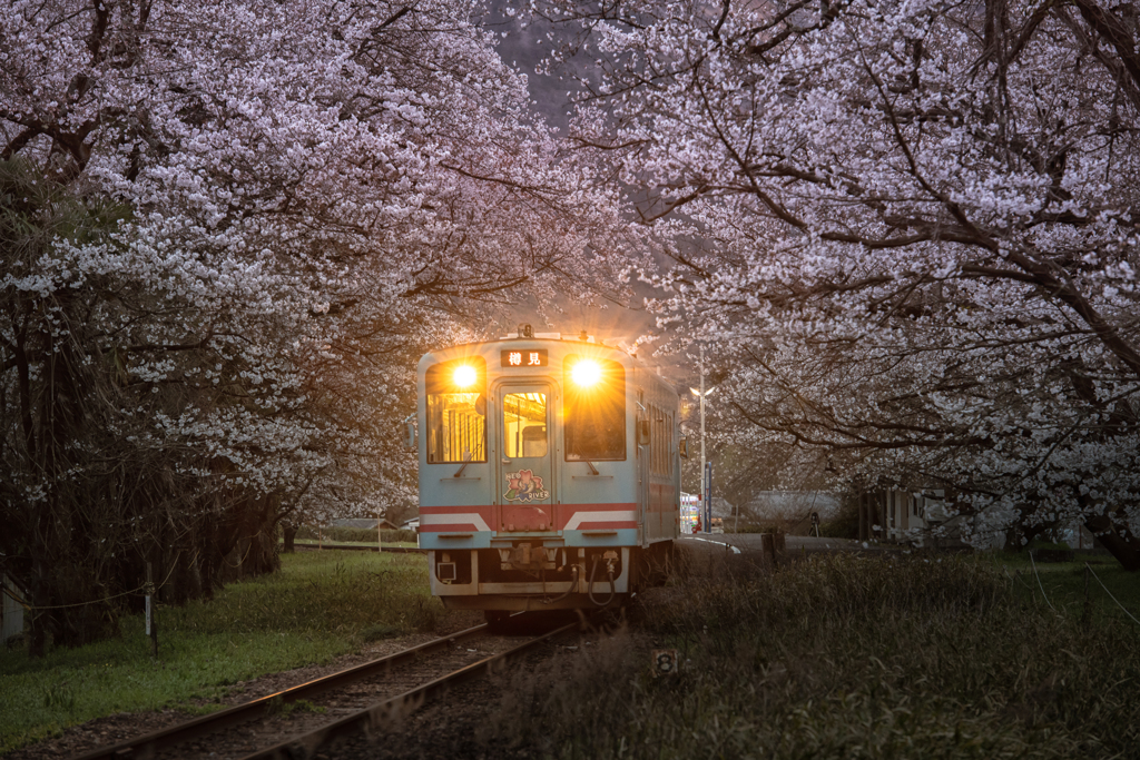 夕刻の桜見