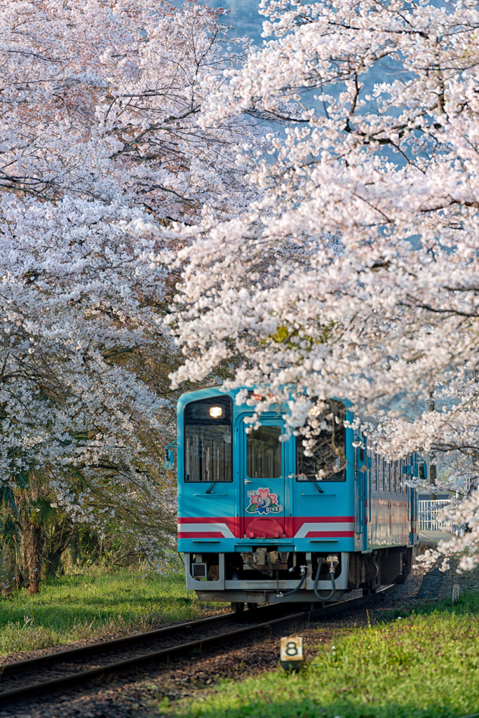 春の樽見鉄道