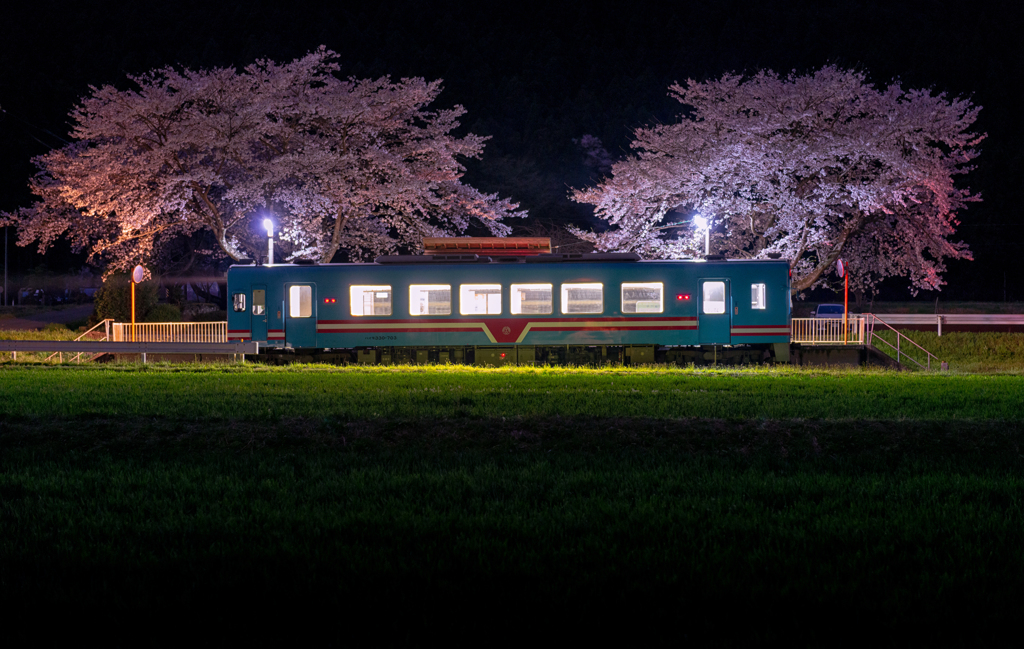 樽見と夜桜