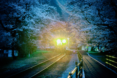 夜桜を照らす