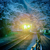 夜桜を照らす