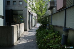 裏路地