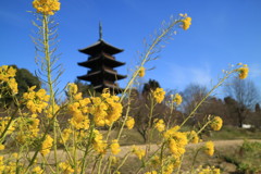 菜の花