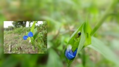 野の花(^^♪