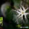 野の花０－０／