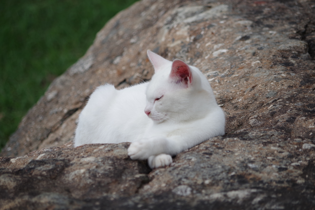 城ねこひと休み