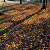 公園の紅葉