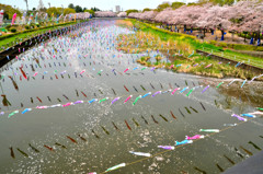 桜と鯉のぼり３