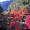 日光白根ロープウエイの紅葉１