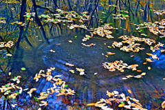 泉の秋