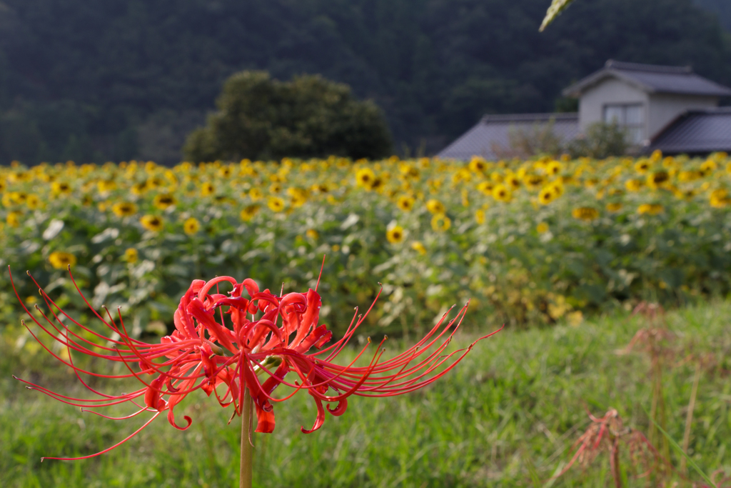 夏から秋へ