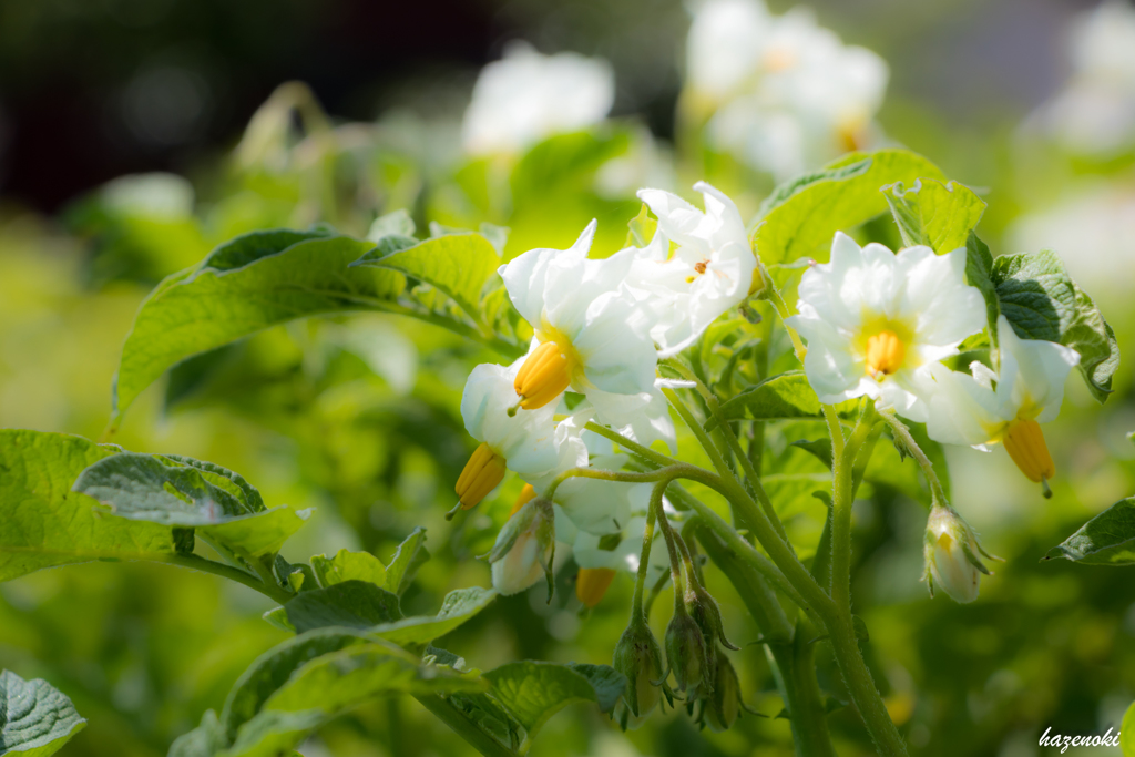 馬鈴薯の花