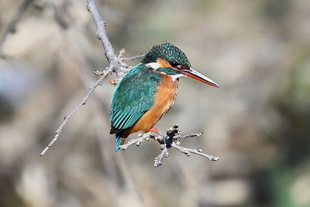 K川中流域・カワセミ♀