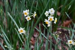 用水路・スイセンの花