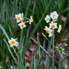 用水路・スイセンの花