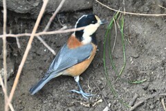 用水路・エゴの実の隠し場所を探すヤマガラ