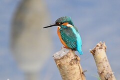 Ｋ川上流域・カワセミ♂ 若