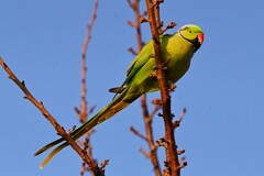 用水路・桜の新芽を食べるワカケホンセイインコ