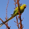 用水路・桜の新芽を食べるワカケホンセイインコ