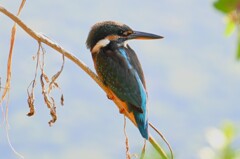 K川・カワセミ♀若鳥